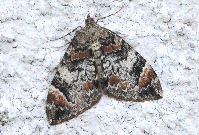Geometridae- Monte Faverghera